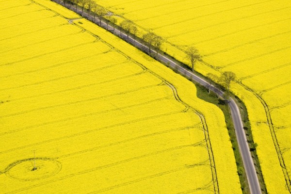 Carretera atravesando un campo amarillo