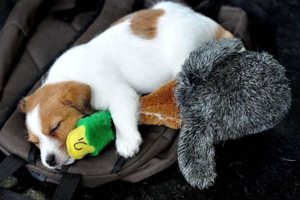 Perro dormido junto a un pato de peluche
