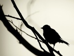 Silueta de un pájaro sobre una rama