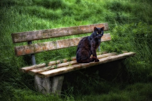 Hermoso gato oscuro sentado en un banco de madera