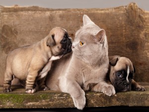 Postal: Gato entre dos perritos pequeños