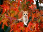 Gatito paseando sobre las ramas de un árbol otoñal