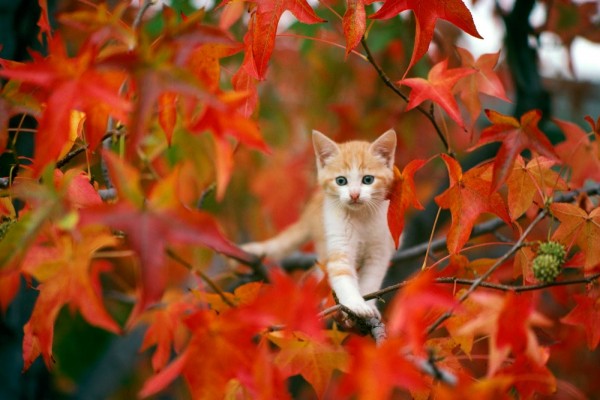 Gatito paseando sobre las ramas de un árbol otoñal