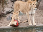 Cachorro de león con una pelota