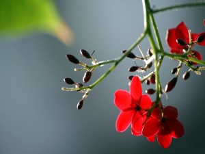 Pequeñas flores rojas en el tallo