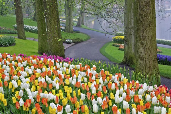 Tulipanes de bonitos colores en un parque