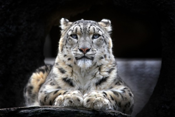 Un hermoso leopardo de las nieves