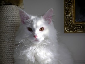 Postal: Un hermoso gato blanco