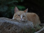 Gato descansando sobre una roca