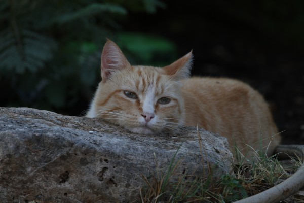 Gato descansando sobre una roca