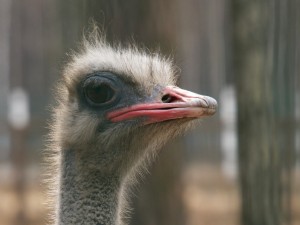 Postal: La cabeza de una avestruz