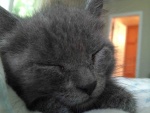 Gatito gris dormido