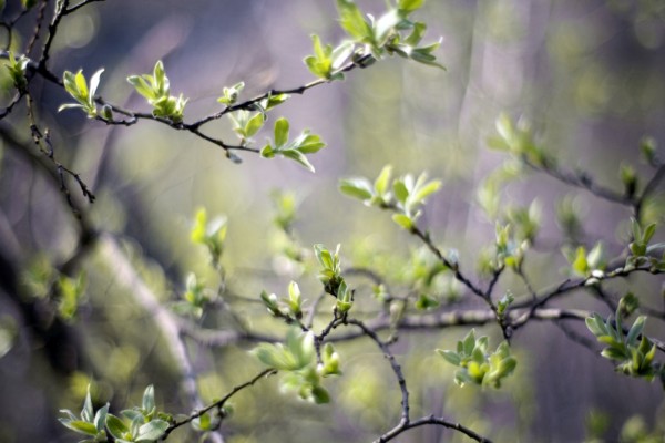 Brotes verdes en las ramas de un árbol