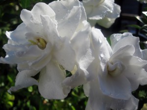 Hermosas flores blancas con gotas de rocío