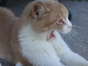 Un gato bostezando