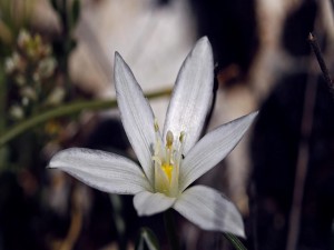 Una bonita flor blanca