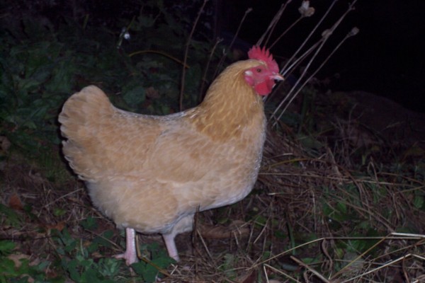 Una gallina vista en la noche