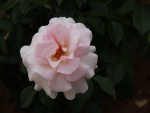 Rosa con delicados pétalos de color rosa