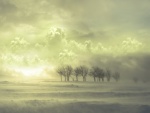 Árboles en un paisaje con viento y niebla