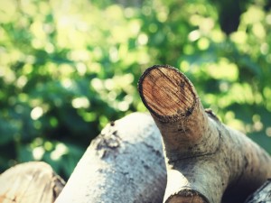 Postal: Ramas y troncos talados