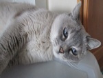 Un bonito gato de color gris claro