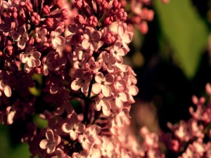 Postal: Bonitas y pequeñas flores