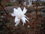 Hermosa flor blanca en la rama de un árbol desnudo