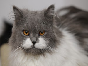 Postal: La mirada de un gato blanco y gris