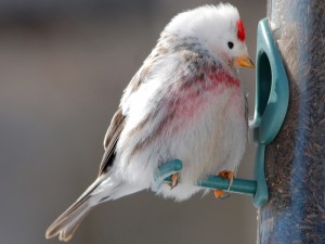 Pájaro posado en un comedero