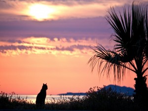 Un gato contemplando el amanecer