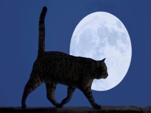 Postal: Un gato paseando a la luz de la luna