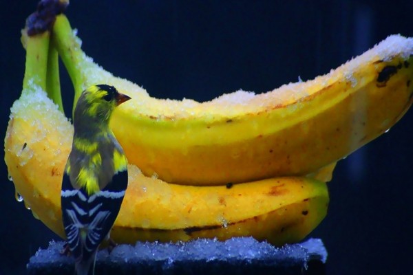 Pájaro junto a unas bananas congeladas