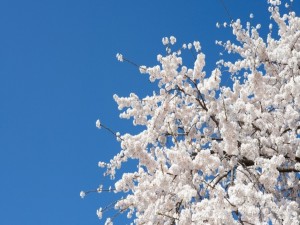 Flores blancas en un árbol