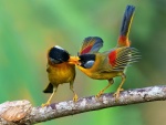 Aves compartiendo alimento