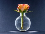 Una bella rosa en un recipiente con agua