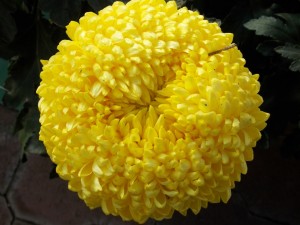 Un bello crisantemo amarillo
