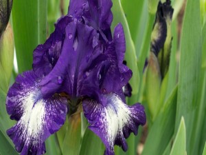 Iris blanco y morado con gotas de rocío