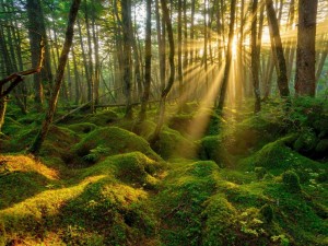 Postal: Los rayos del sol penetran en el bosque