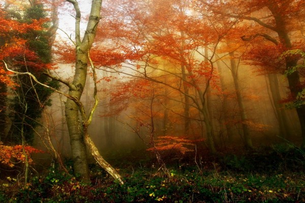 Niebla en un bosque en otoño