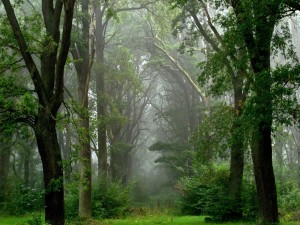 Postal: Niebla en un bosque verde
