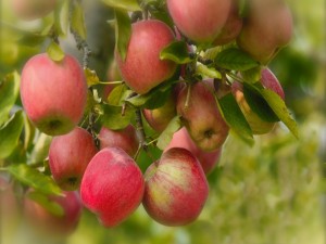 Postal: Manzanas en las ramas de un manzano
