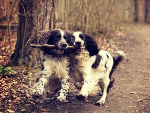 Postal: Dos encantadores perros jugando con un palo