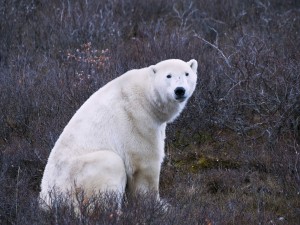 Uno oso polar sentado entre arbustos secos