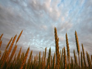 Espigas de trigo en un campo