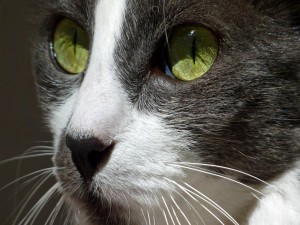 Postal: Brillantes ojos verdes de un gato