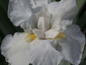 Postal: Un iris blanco