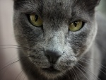 La cara de un gato gris