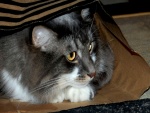 Gato escondido en una bolsa de papel