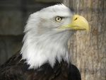 El afilado pico de un águila calva