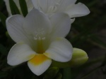 Hermosa flor blanca con un pétalo amarillo